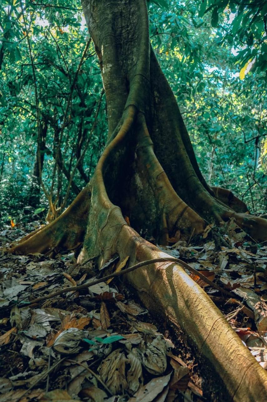 Gaia Amazon Eco Lodge Ahuano Exterior foto