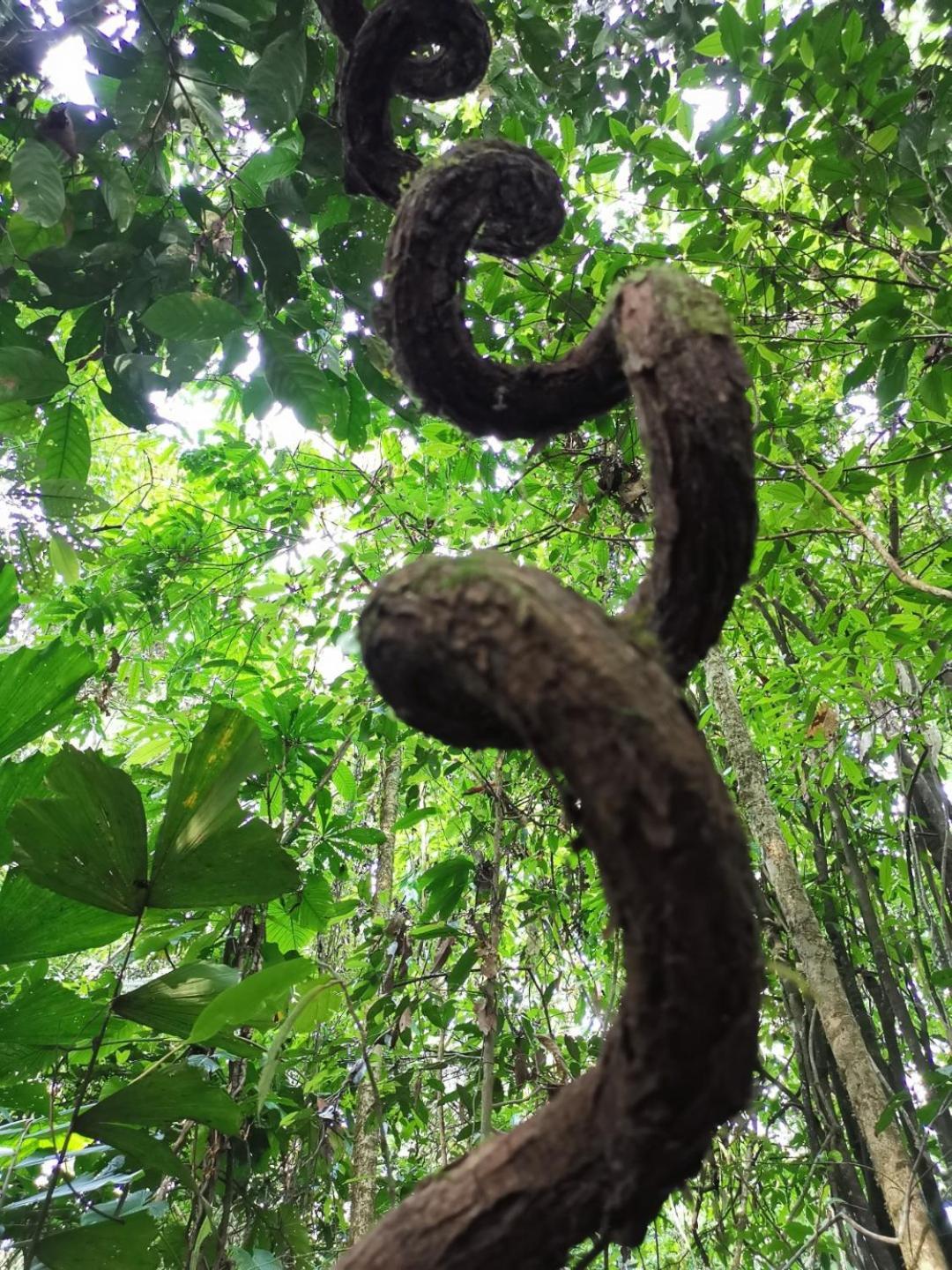 Gaia Amazon Eco Lodge Ahuano Exterior foto